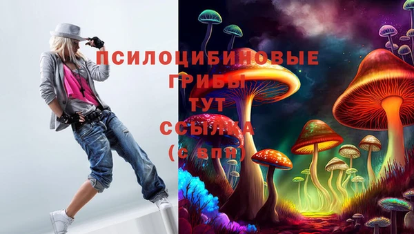 хмурый Аркадак